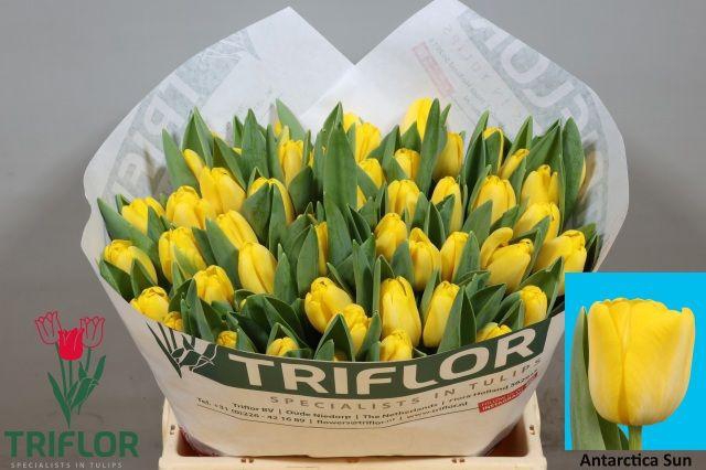 <h4>Tu En Antarctica Sun</h4>