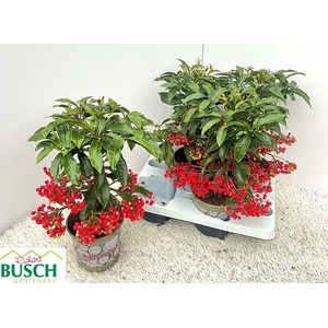 Ardisia Crenata 14Ø 40cm