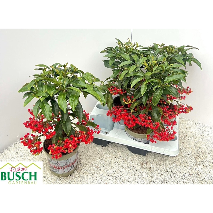 <h4>Ardisia Crenata 14Ø 40cm</h4>