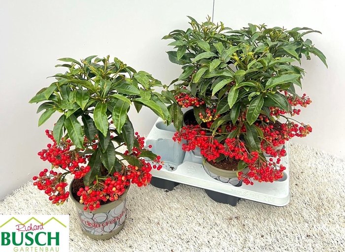 Ardisia Crenata 14Ø 40cm