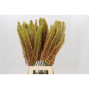 EREMURUS EMMY-RO EREMURUS EMMY RO