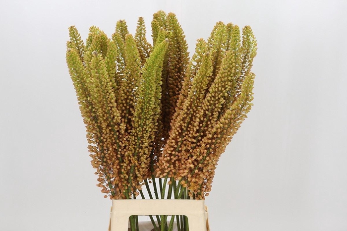 <h4>EREMURUS EMMY-RO EREMURUS EMMY RO</h4>