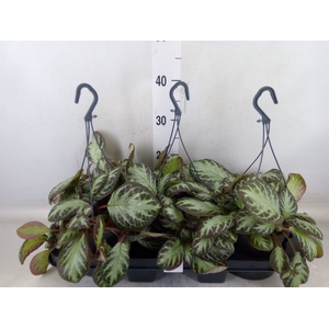 Episcia   ...