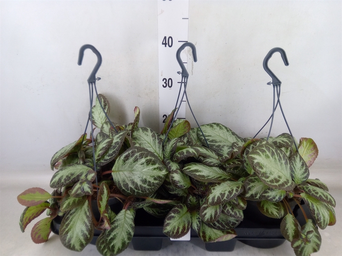 <h4>Episcia   ...</h4>