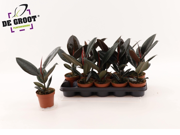 <h4>FIC EL ABIDJAN</h4>