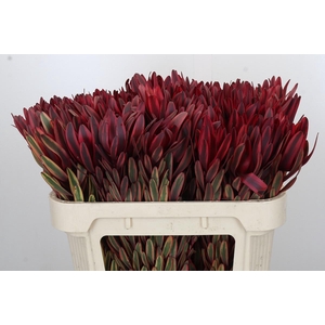 Leucadendron Jester