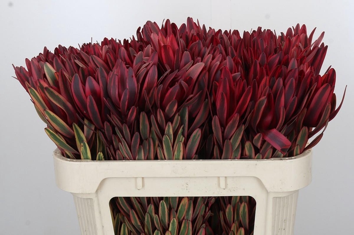 Leucadendron Jester
