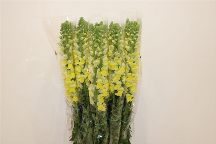 <h4>Antir Overig Yellow</h4>