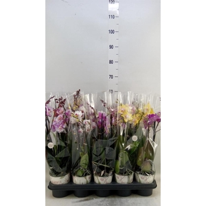 Phalaenopsis   ...mix