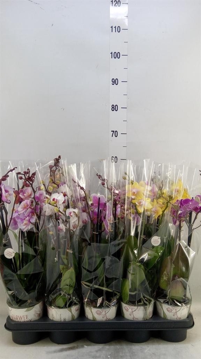 <h4>Phalaenopsis   ...mix</h4>