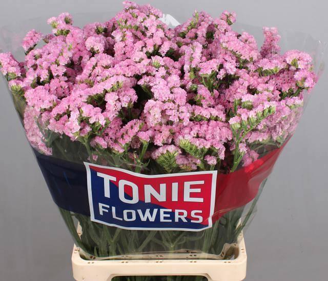 <h4>LIM S PRETTY WINGS</h4>