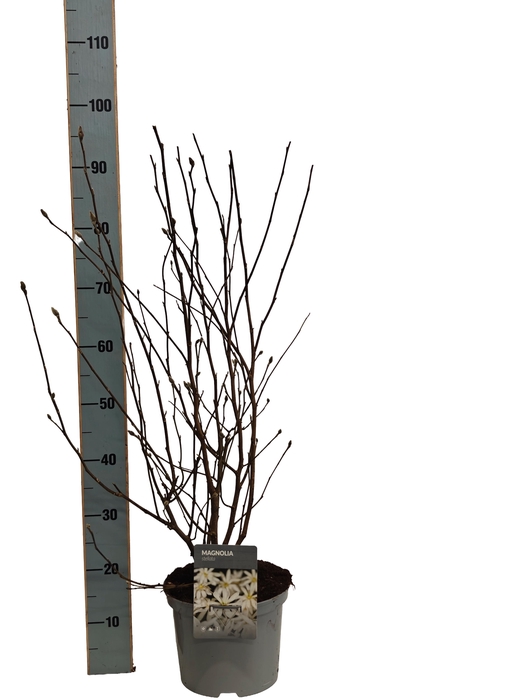 <h4>MAGN STELLATA OV</h4>