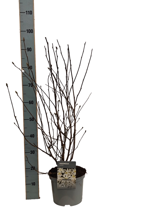 <h4>MAGN STELLATA OV</h4>