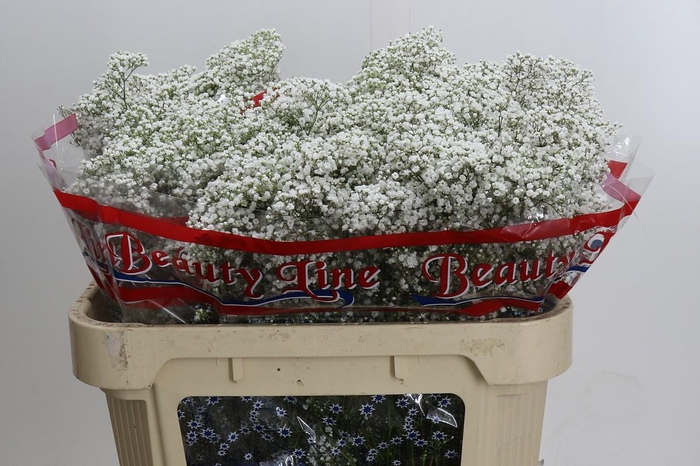 <h4>Gyps Million Stars</h4>