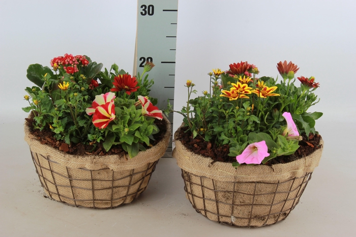 <h4>ARR TUINPLANTEN</h4>