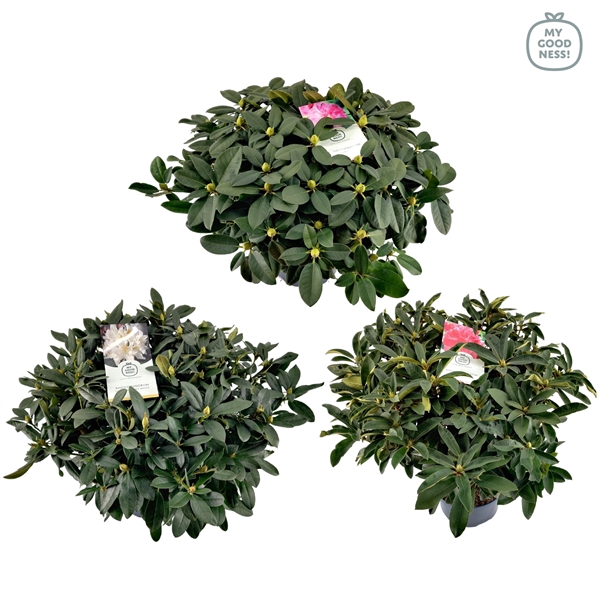 <h4>Rhododendron 70-80 /15 liter 'Mix'</h4>