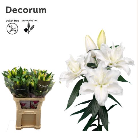 <h4>Li Or Double Roselily Jacintha 1 Knop</h4>