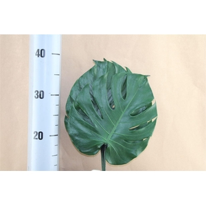 Japan Deco Monstera Small Green 3 Pcs