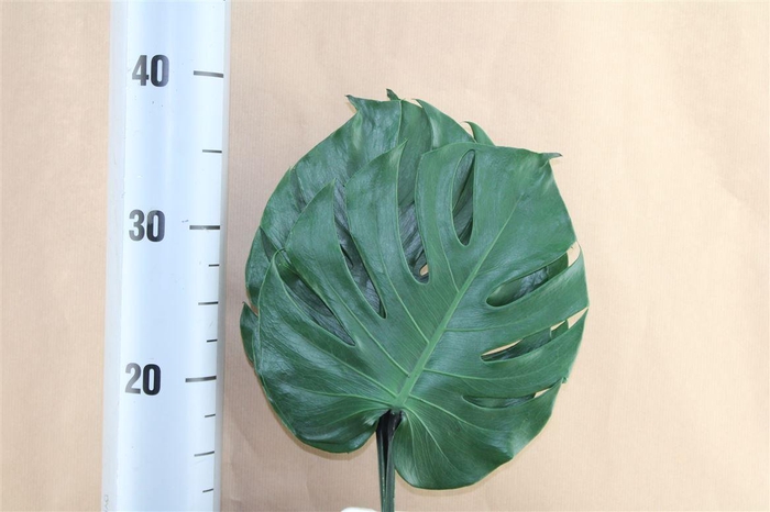 <h4>Japan Deco Monstera Small Green 3 Pcs</h4>