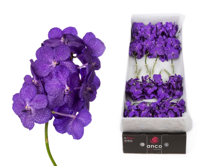 <h4>Vanda 24 tak Tayanee Blue</h4>