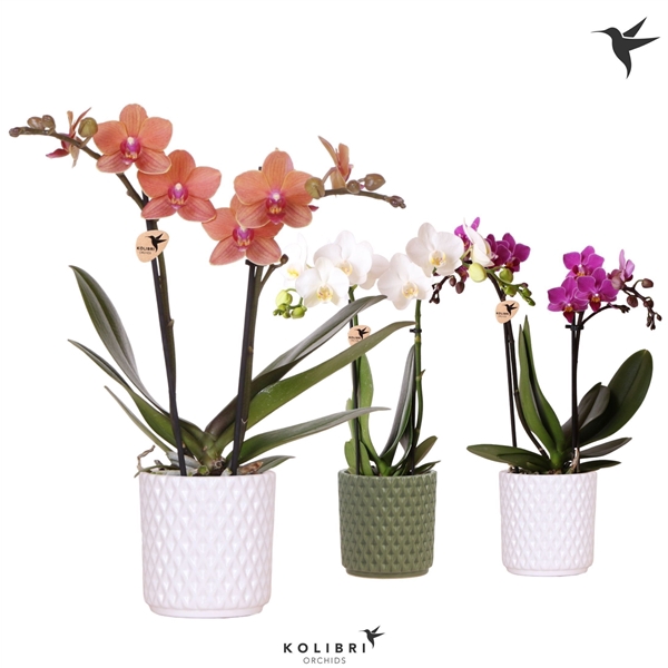 <h4>Phalaenopsis gemengd</h4>
