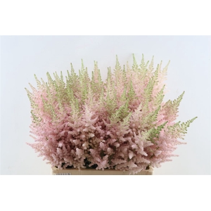 Astilbe C Vi Inferno