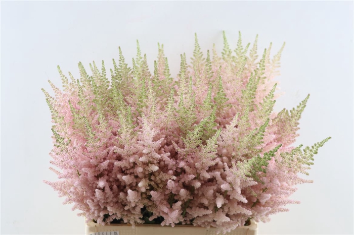 <h4>Astilbe C Vi Inferno</h4>