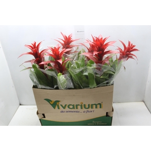 GUZM. FINEST RED P14