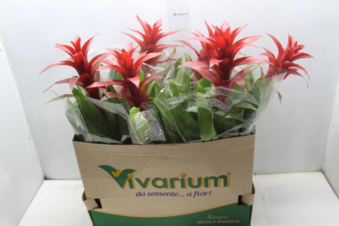 <h4>GUZM. FINEST RED P14</h4>