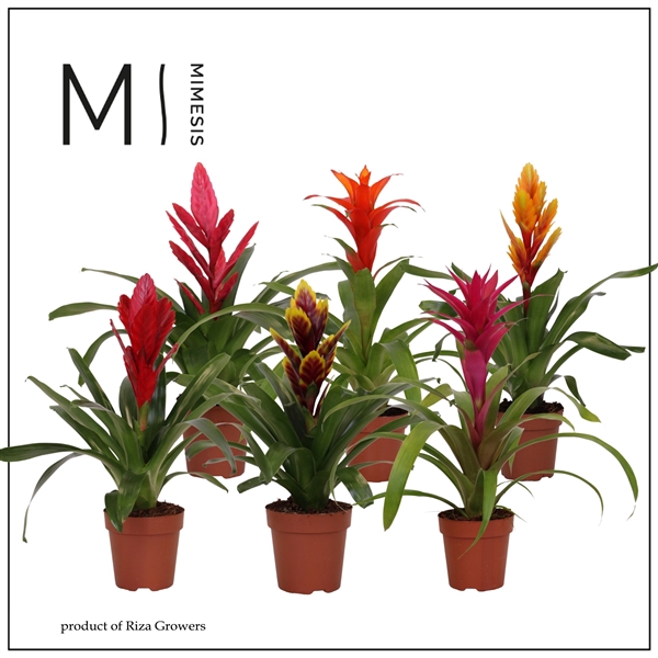 <h4>Bromelia Classic - 12cm | Mimesis</h4>
