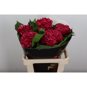 Wax Hydrangea Hydr Wax Cerise