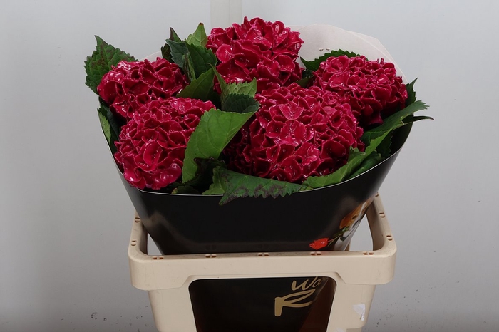 <h4>Wax Hydrangea Hydr Wax Cerise</h4>