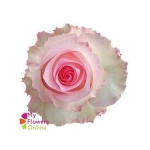 R Gr Mandala Bicolor 50cm EC