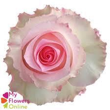 <h4>R Gr Mandala Bicolor 50cm EC</h4>