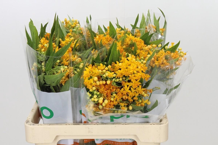 <h4>Asclepias Tuberosa Silky Gold</h4>