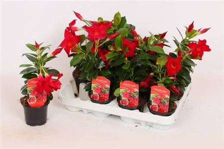 <h4>Mande Rio Petite Red</h4>