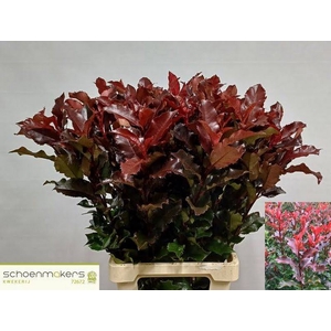 Photinia Magic Volcano Schoenmakers