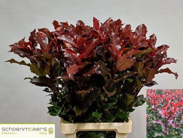 Photinia Magic Volcano Schoenmakers