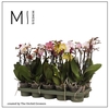 Mimesis Phal. Multi Mix - 3 spike 12cm