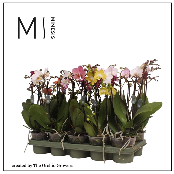 <h4>Mimesis Phal. Multi Mix - 3 spike 12cm</h4>