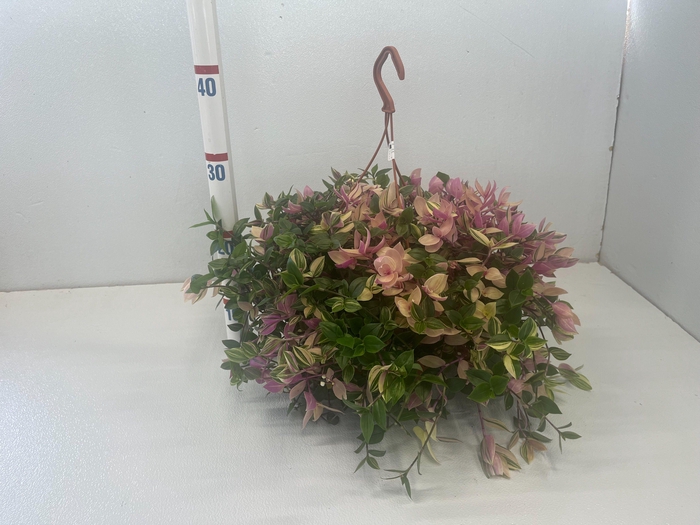 <h4>TRAD FL QUADRICOLOR</h4>