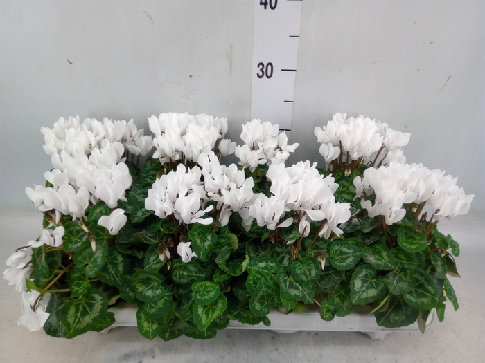 <h4>Cyclamen KL 'Compact'</h4>