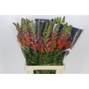 Antirrhinum Potomac Dark Orange