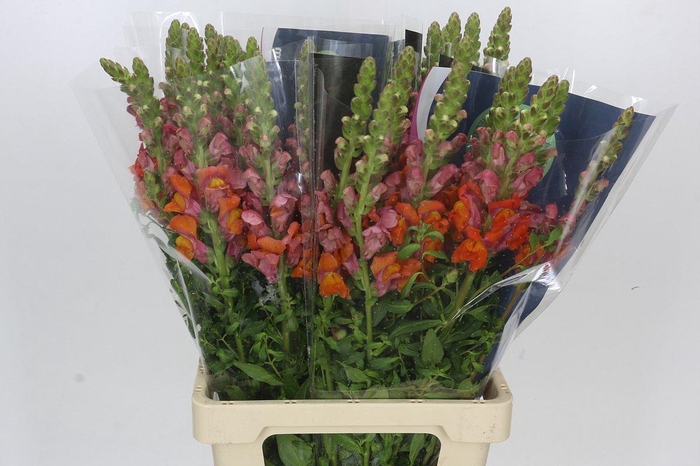 <h4>Antirrhinum Potomac Dark Orange</h4>