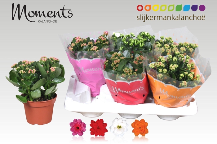 <h4>KAL GE GEM 4 KL</h4>