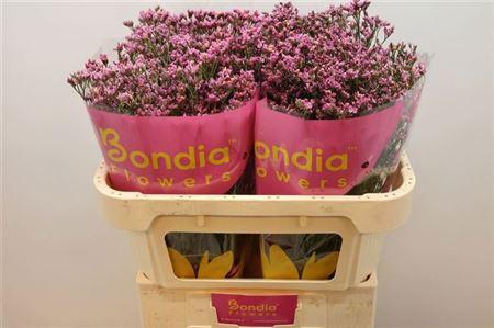 <h4>Lim Sin Tiffany Diam</h4>