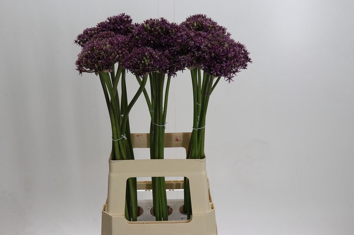 <h4>Allium Miami</h4>