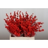 Ilex Rood