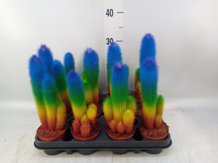 <h4>Cactus   ...</h4>