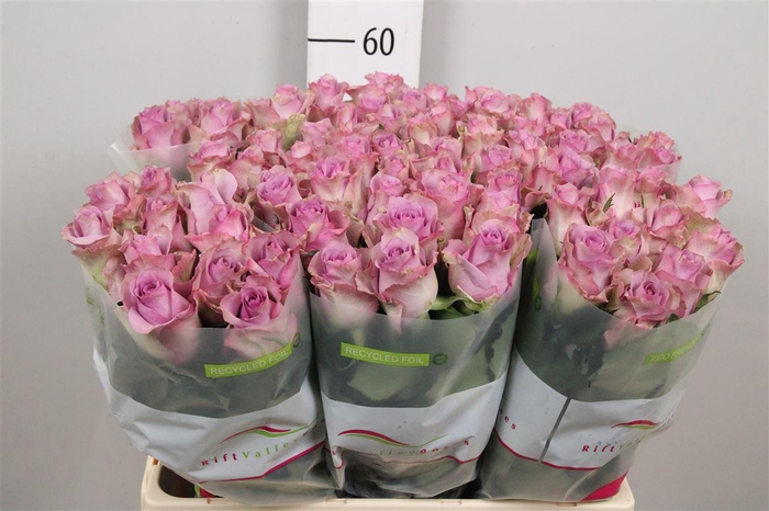 <h4>R Gr Nightingale!</h4>